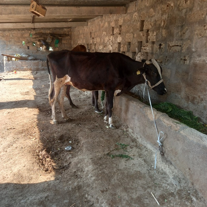 hf vesvani che