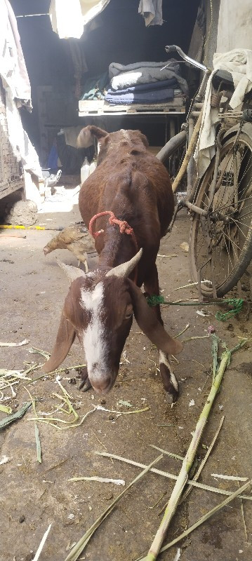 રાજસ્થાની શીરોઈ...