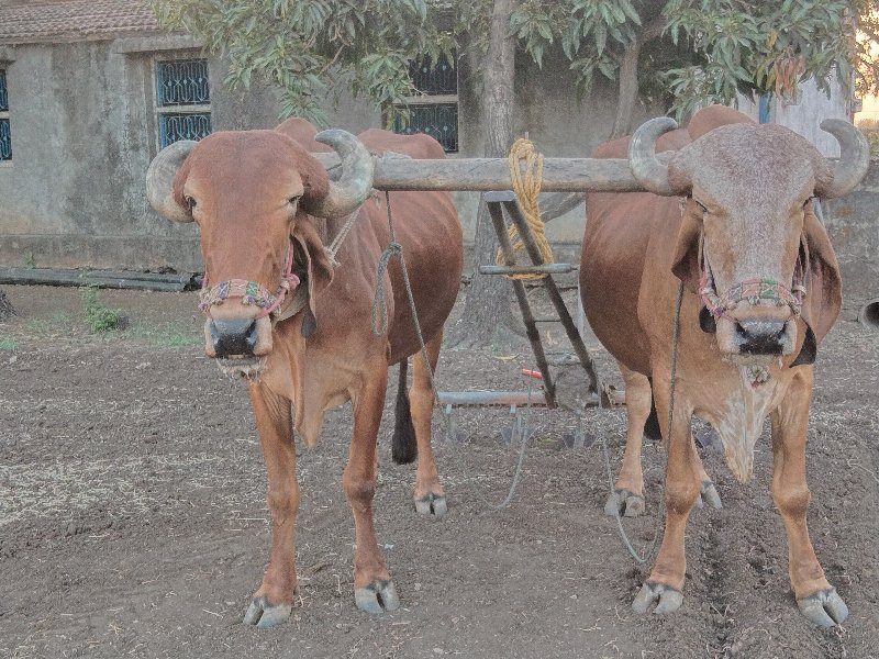 બળદ વેચવાના છે