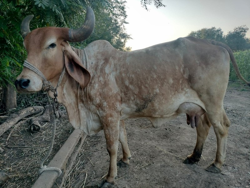 દેશી ગાય વેચવાન...