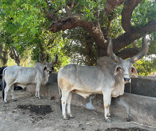 બળદ વેચવાના છે