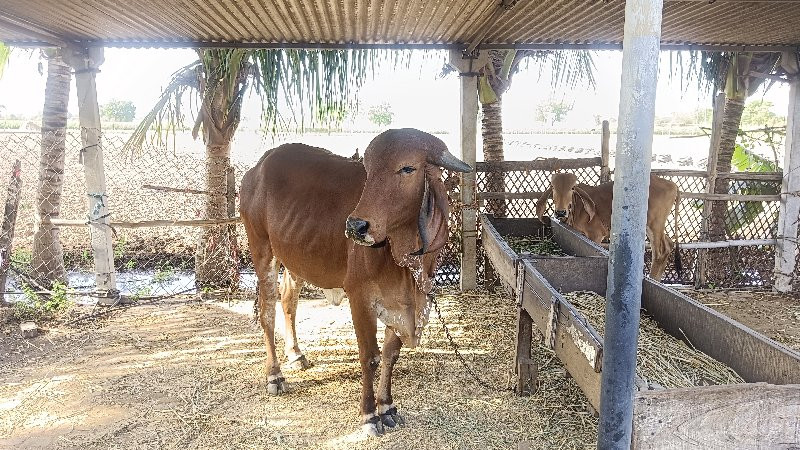 ગીર ગાય
