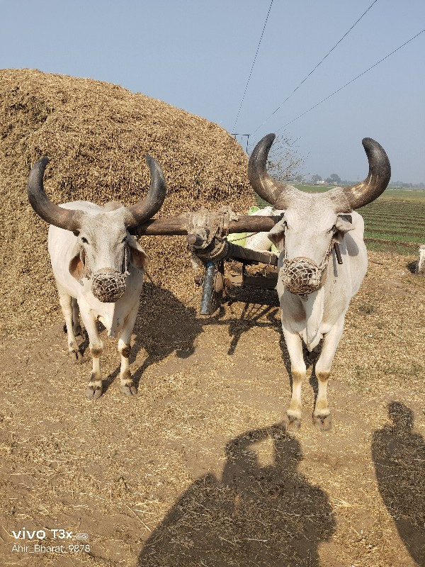 બળદ વેચવા ના છે