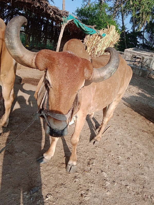 ગામ બેરણ