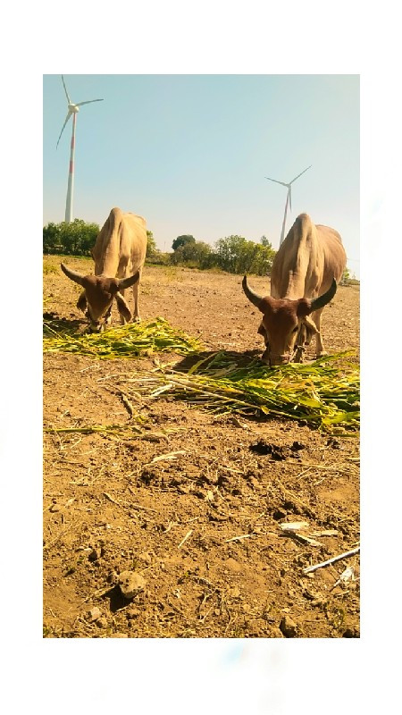 કૃપા