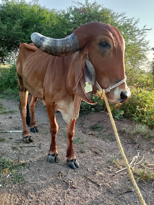 કામધેનુ