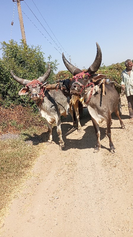 બરદ