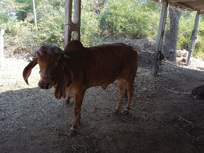 વાસળી