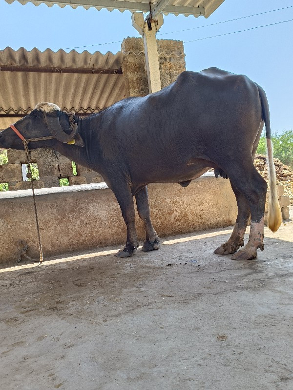 ખડેલી વેસવાની છ...