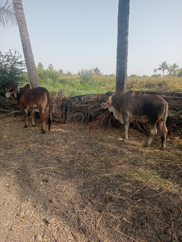 ગોધલાવેશવાનાછે