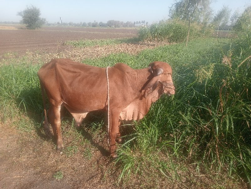 ગીર ગોધલો વેચવા...