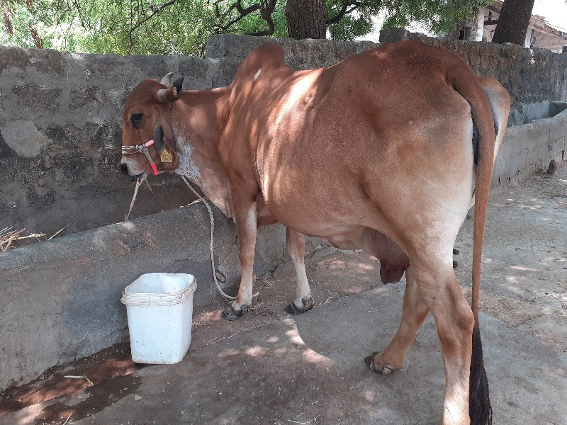 ગાય