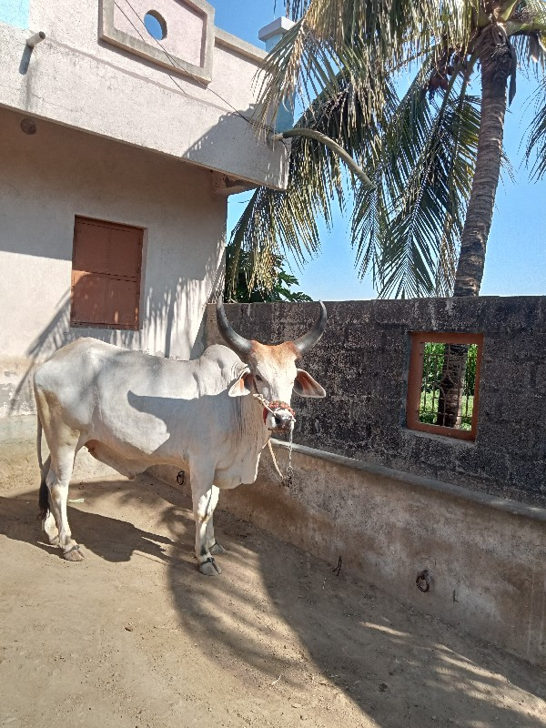 ગોઢલા વેચવા ના...