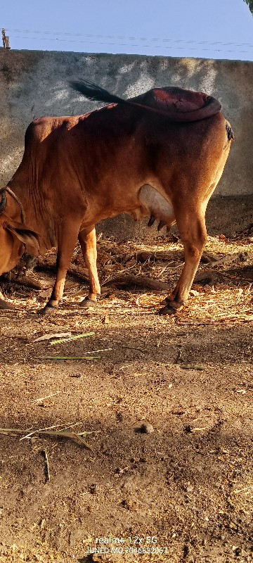 ગાય વેચવાની છે