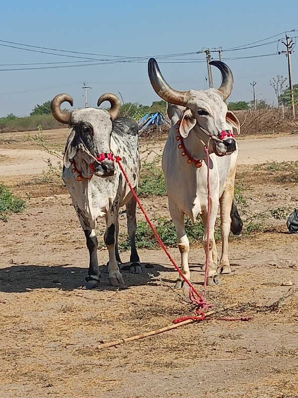 ત્રીજી ત્રીજી જ...