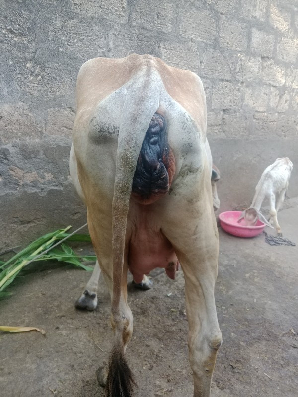 ભૂરી ઓળખી વેચવા...
