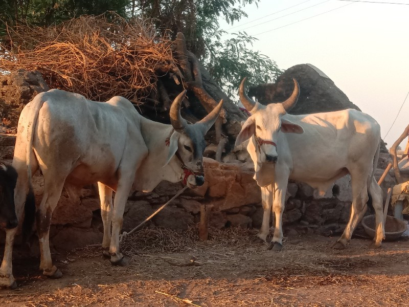 ગોડલા