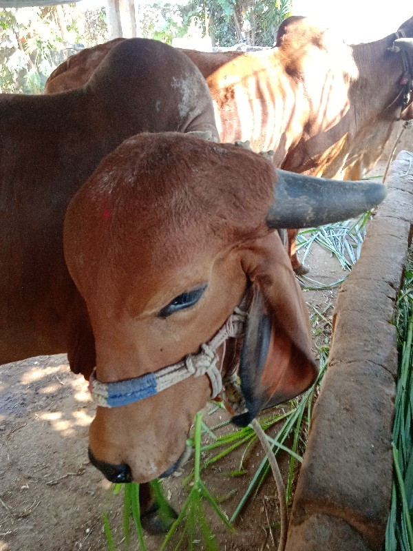 પેલા વેતર ની ગા...