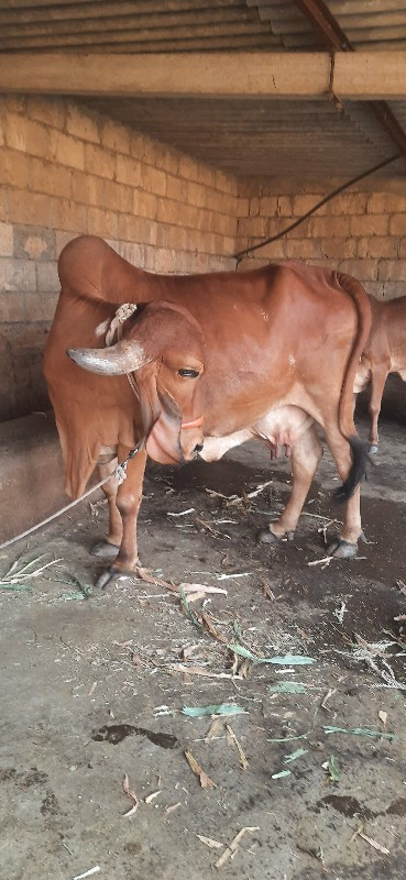 વિમલ બાપુ