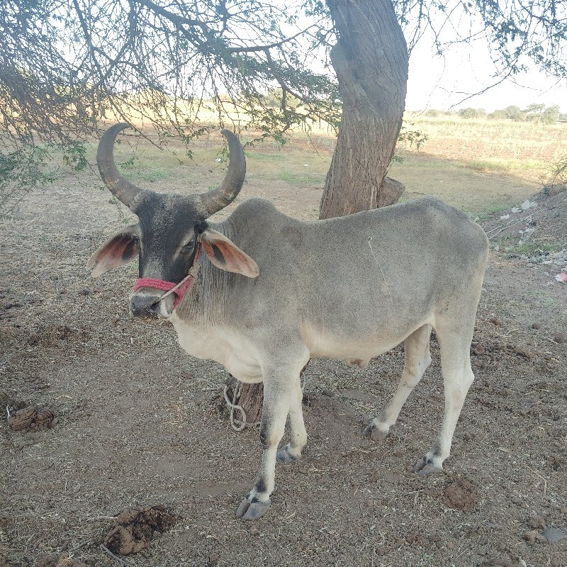 આ ગોઢલા વેચવાના...