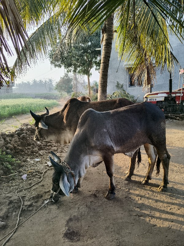 ગોઢલા