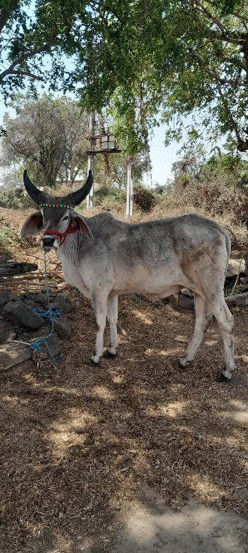 ગોઢલા વેચવાના છ...