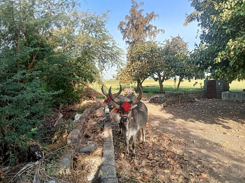 ગોઢલ વેચવાના છે