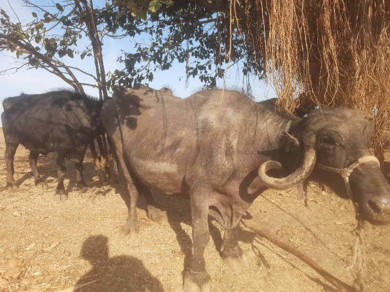 ભેસ વેચવાની છે