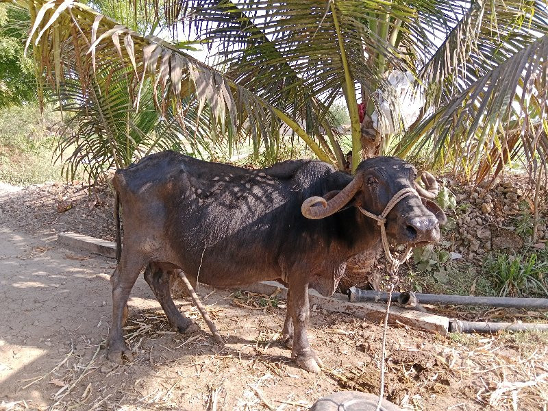 ભેંસ