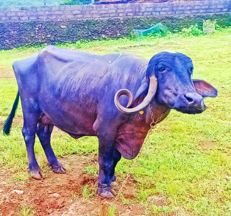 ભેંસ વેચવાની છે