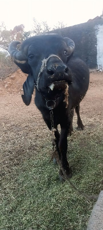 આ પાડો વેચવાનો...