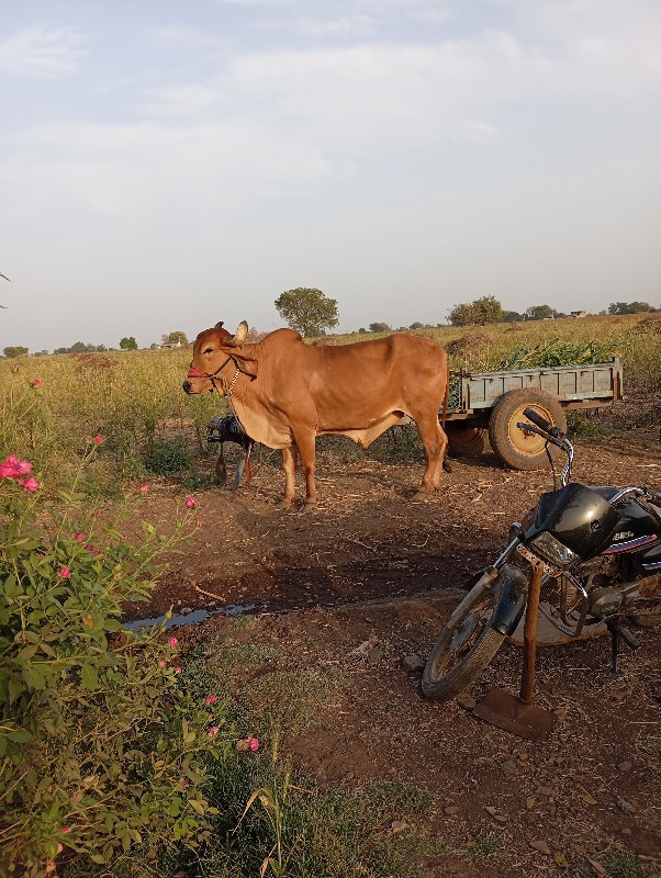 એક બરધ વેંચવાનો...