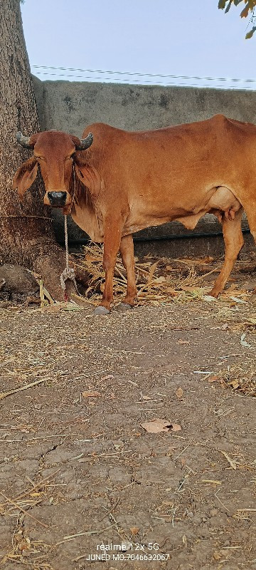 બે ગાયો વેચવાની...