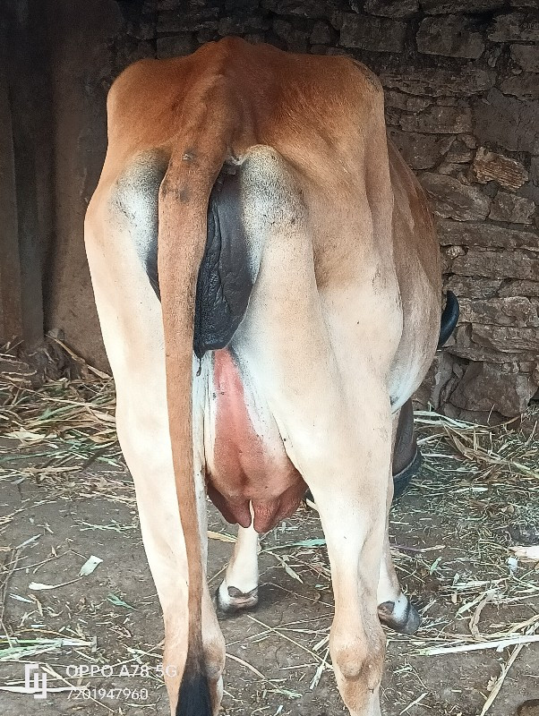 ગાય વેચવાની છે