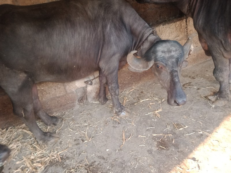 ગાભણી ખડેલી વેચ...