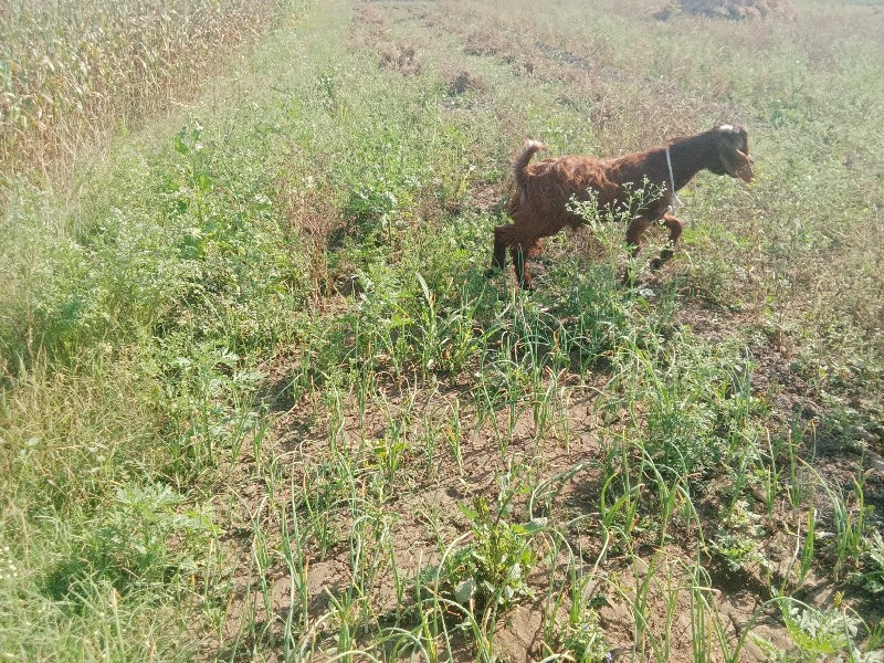 બોકડા વેચવાના છ...