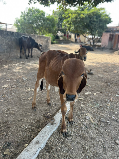 વાછડી આપવા ની સ...