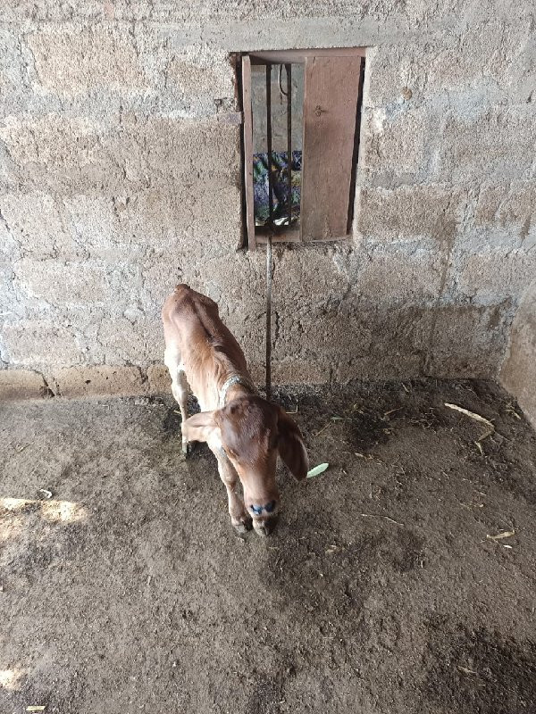મરમઠ