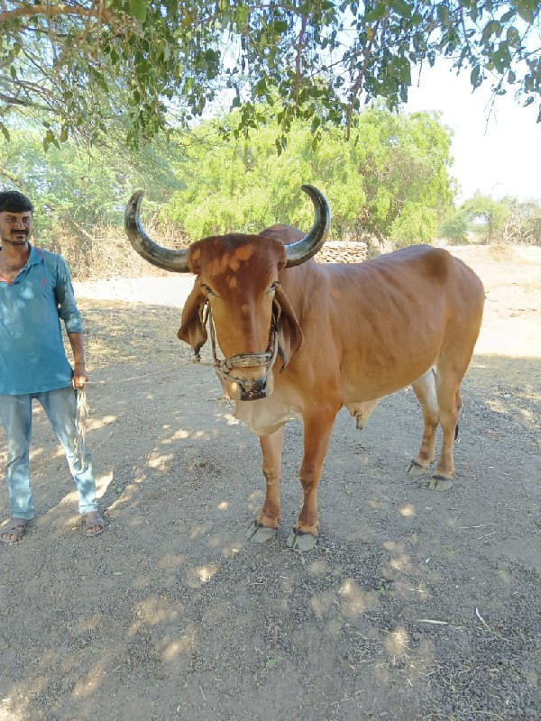 બળદ બીજી ધર નો...