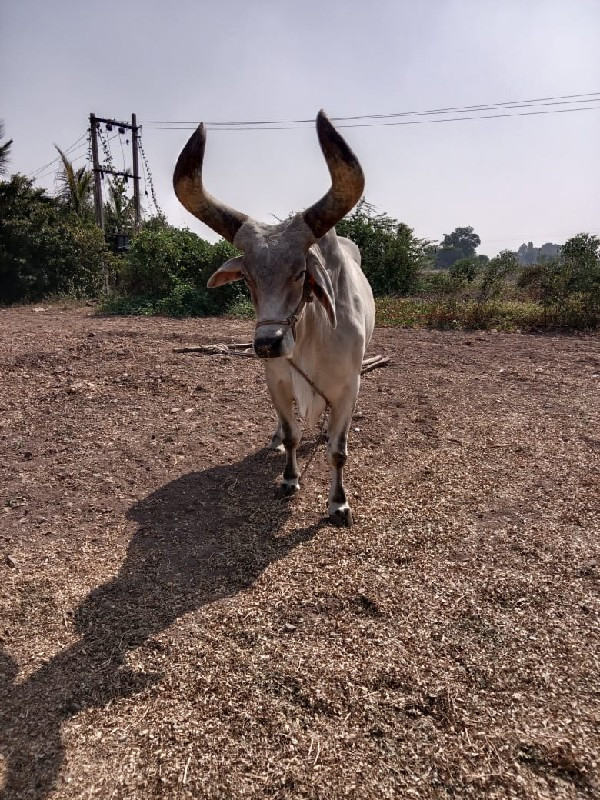 બળદ વેચવાના છે