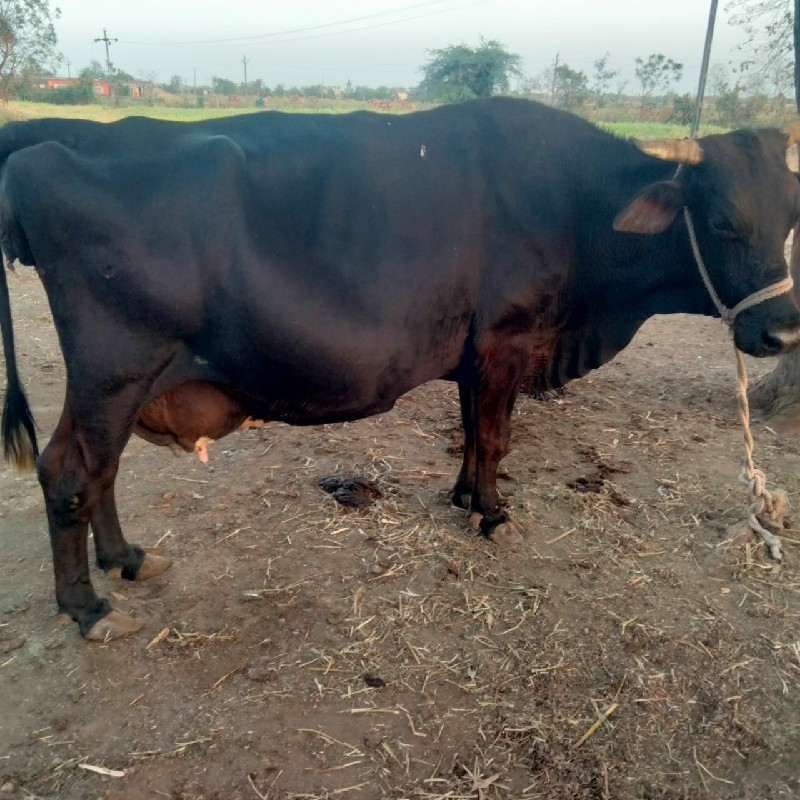 ફુલ ગેરંટી તમામ...