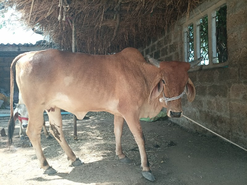 ગાય