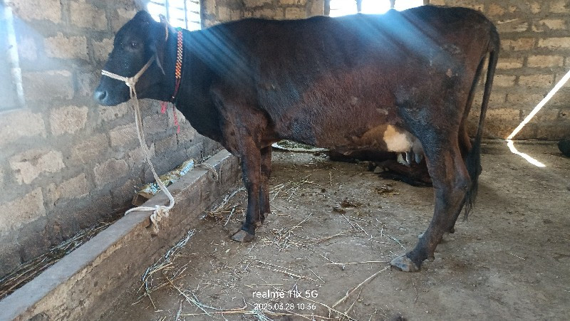 Hf ક્રોસ