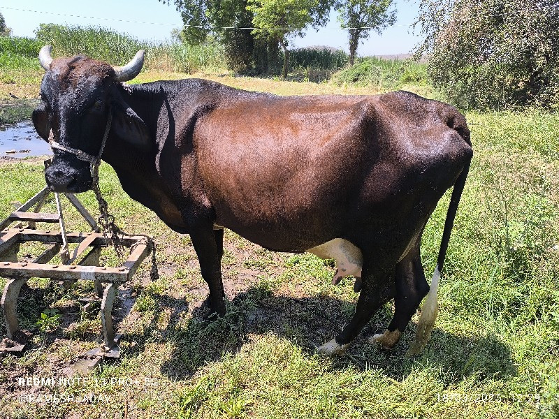 ગાય વેસવાની સે