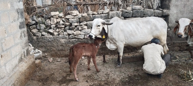 લીલડીગાય