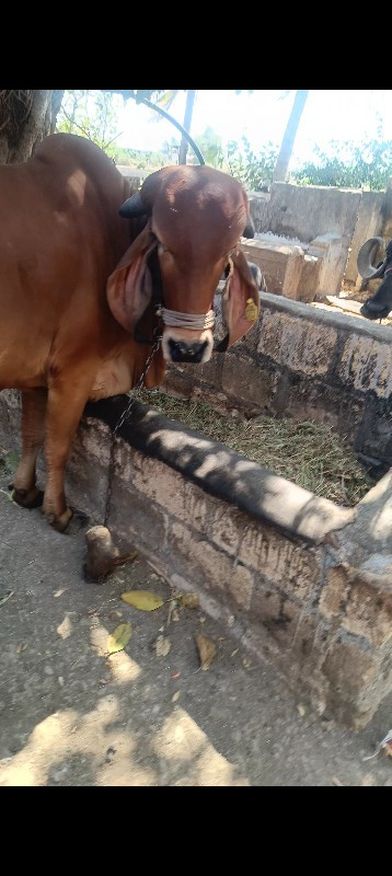 gir cow