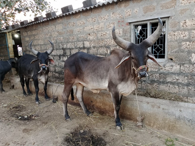 ગોઢલા વહેંચવાના...