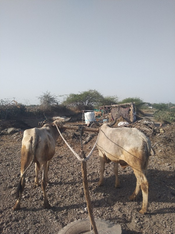 ગોધલા વેચવાનો છ...