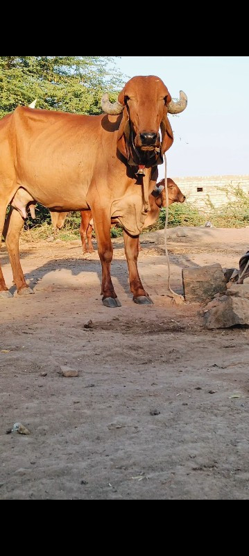 ગાય