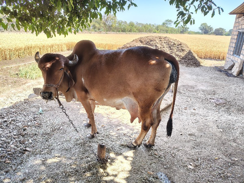 ગાય વેચવાની છે